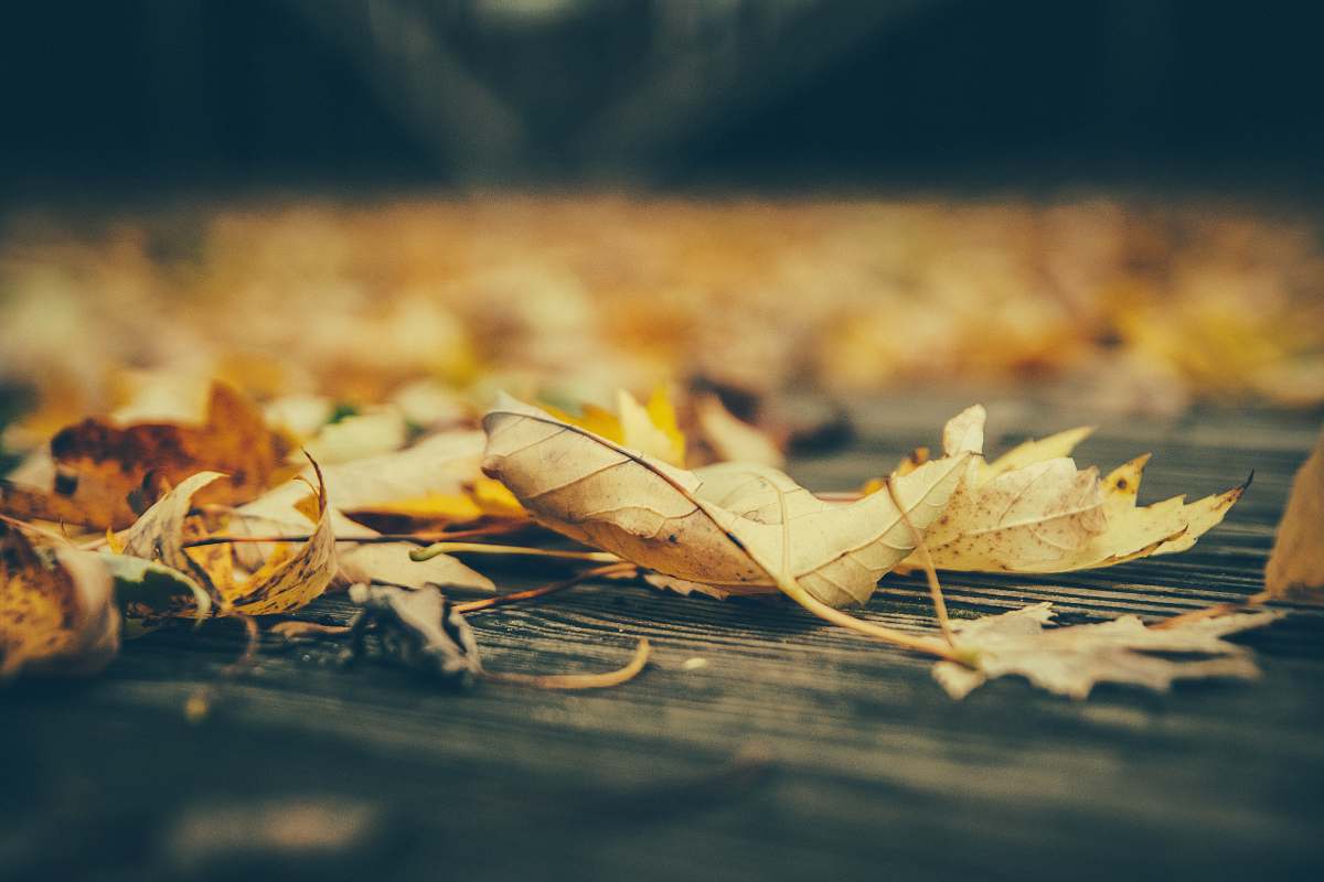 eau claire close-up photography of brown leaves art